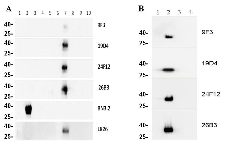 Western blotting of mAbs to reduced and non-reduced FR isoforms.