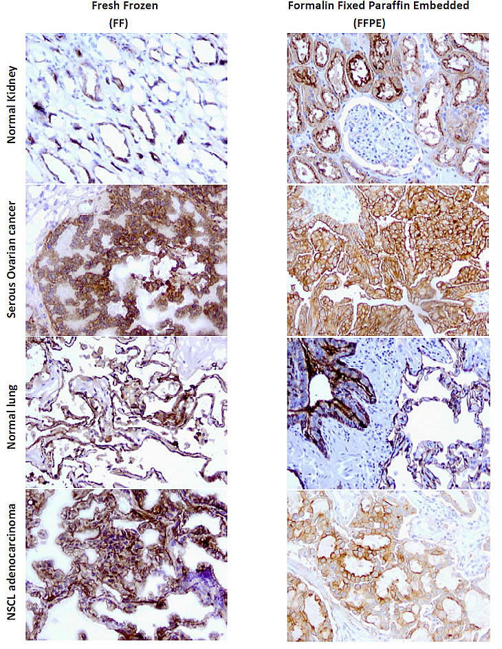 IHC of mAbs on human tissues.