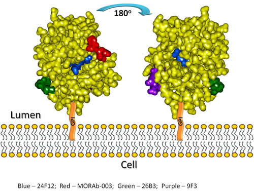 Modeling of the anti-FRA antibody epitopes on the FRA-related structure, chicken riboflavin-binding protein (cRBP).