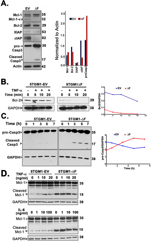 5TGM1-&#x2206;F myeloma cells exhibit constitutive upregulation of proapoptotic factors.