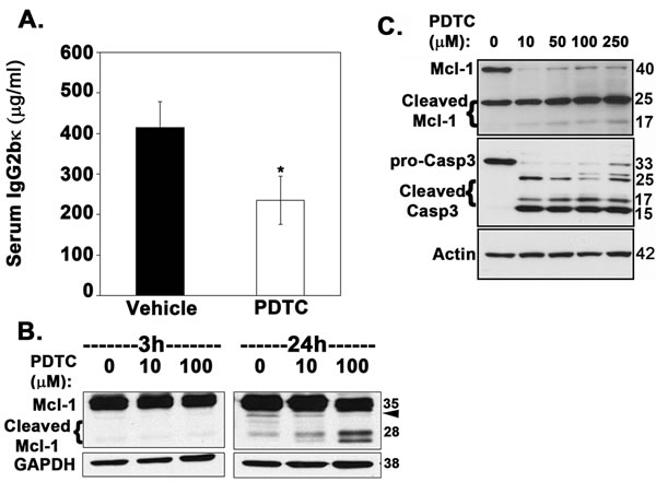 Inhibition of &#x3b2;-TrCP by PDTC significantly reduces overall tumor burden in myeloma-bearing mice.
