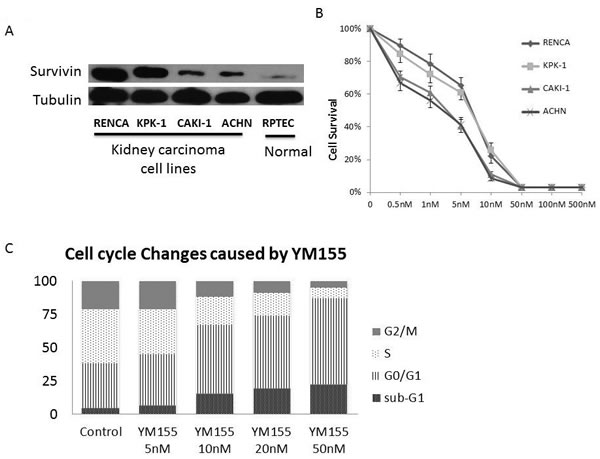 Survivin was highly expressed in renal carcinoma cell lines.