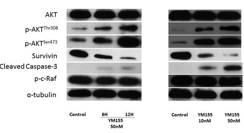 YM155 treatment downregulated survivin expression in RENCA cells.