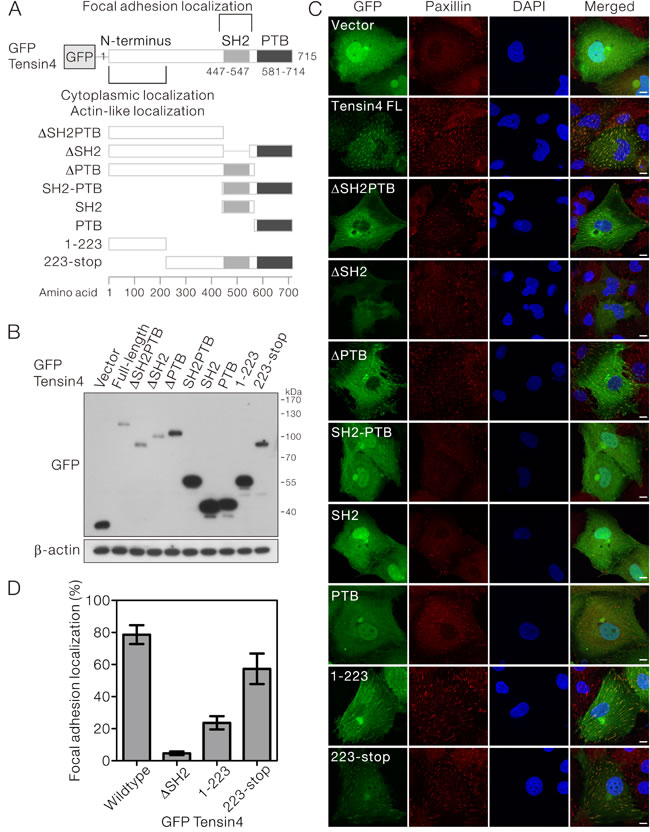 SH2 domain was required for the focal adhesion localization of Tensin4.