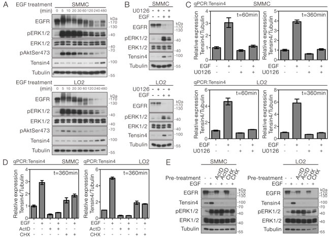 EGF-induced Tensin4 up-regulation required ERK1/2 activation followed by transcription- and translation-dependent mechanisms.