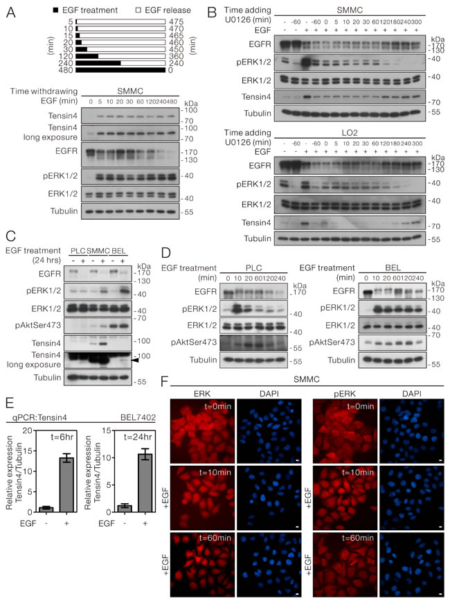 EGF-induced Tensin4 up-regulation required persistent ERK activation underlying ERK nuclear translocation.