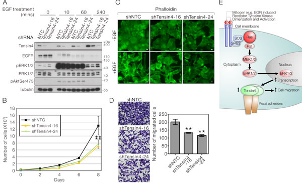Stable Tensin4 knockdown suppressed HCC cell proliferation and EGF-induced cell migration.