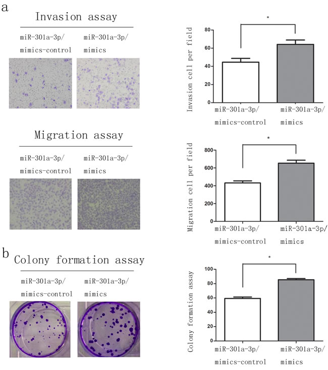 Overexpression of miR-301a-3p enhance clonogenicity, migration and invasion of sw1990 cells.