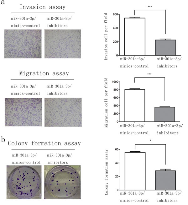 MiR-301a-3p knockdown inhibit clonogenicity, migration and invasion of Capan-2 cells.