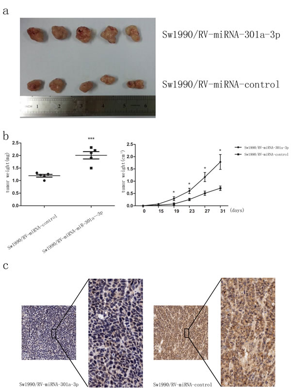 MiR-301a-3p promotes tumorigenicity