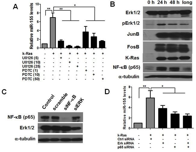 K-Ras induces miR-155 expression through MAPK and NF-&#x3ba;B pathway in T-Rex/K-Ras cells.
