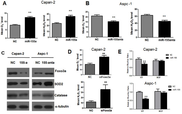 MiR-155 causes inhibition of Foxo3a and subsequent increase of ROS generation in pancreatic cancer cells.