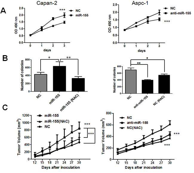 MiR-155 promotes pancreatic cancer proliferation through ROS generation