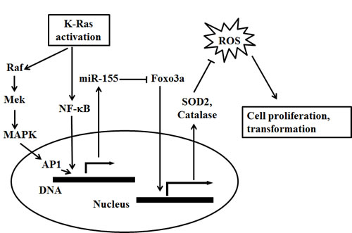 A proposed model for the role of miR-155 in mediating K-Ras induced ROS generation and cell proliferation in pancreatic cancer.