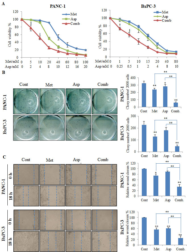 The combination of metformin and aspirin inhibit cell viability (A), colony formation (B) and migration (C).