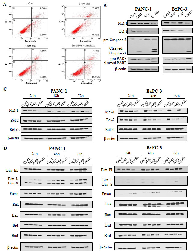 Metformin and aspirin induced apoptosis determined by analysis of apoptotic cells (A) and the expression of caspase-3 and PARP cleavage (B), as well as the expression of anti-apoptotic (C) and pro-apoptotic proteins (D) in pancreatic cancer cells