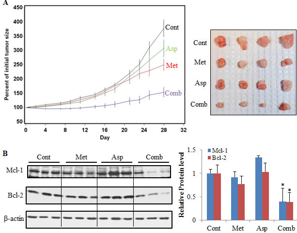 The combination of metformin and aspirin inhibited tumor growth and downregulated the protein expression of Mcl-1 and Bcl-2 in a PANC-1 xenograft mouse model.