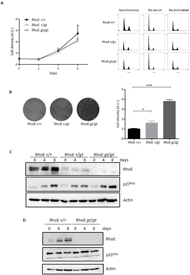 RhoE is a mediator of contact inhibition.