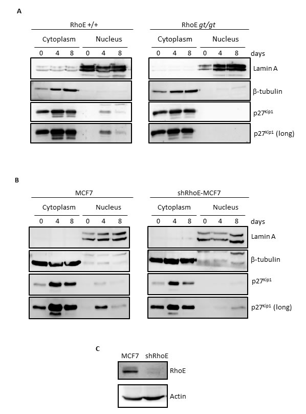 RhoE is necessary for nuclear localization of p27