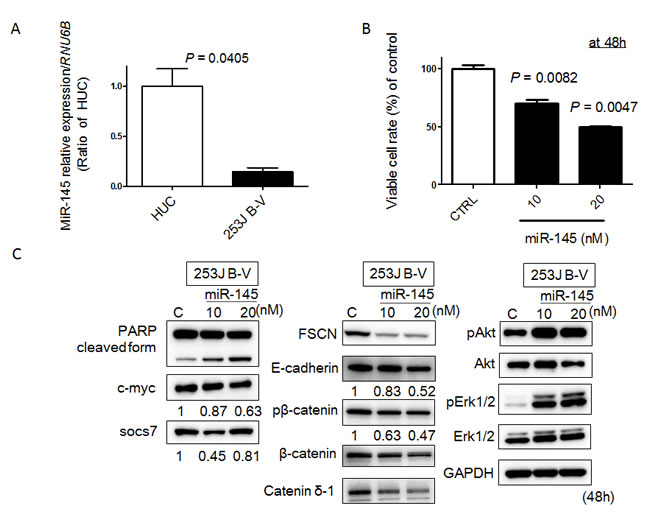 MiR-145 acts as a tumor suppressor in 253 J B-V cells.