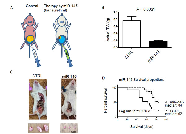 Intravesically administered miR-145 inhibits orthotopic bladder tumor growth
