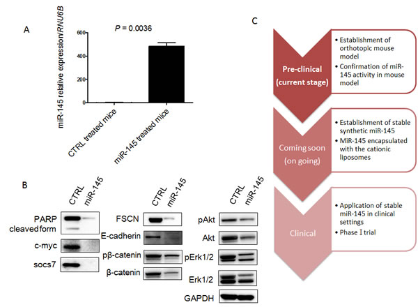 MiR-145 can reach xenografted tumors by intravesical injection and assessment of protein expression of miR-145-targeted and related genes in the xenografted tumor samples.