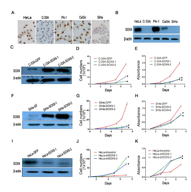 SOX9 inhibits the proliferation of cervical carcinoma cells