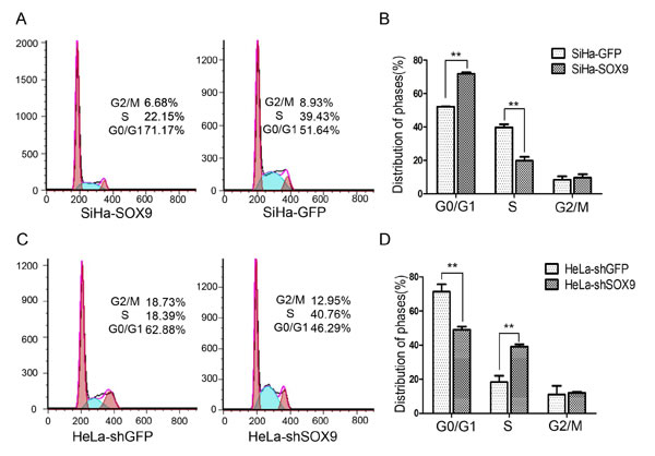 SOX9 inhibits the proliferation of cervical carcinoma cells by blocking G1/S phase transition.