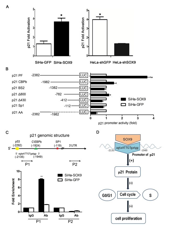 SOX9 transactivated the expression of p21 by binding to the Promoter of p21