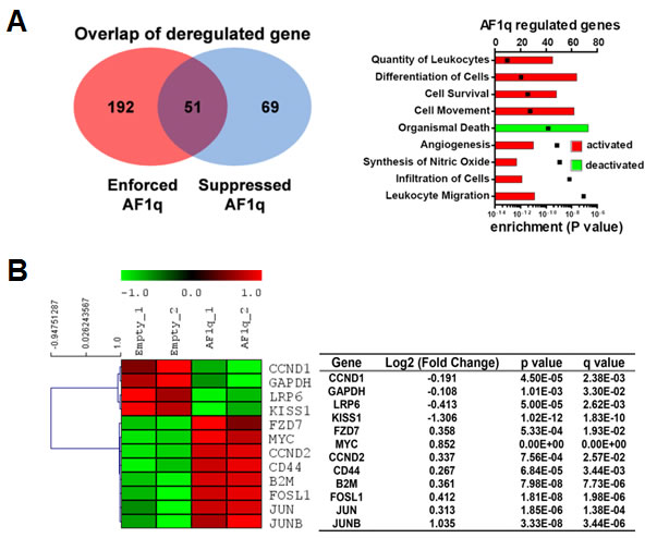 AF1q is tightly associated with a metastasis gene cluster.