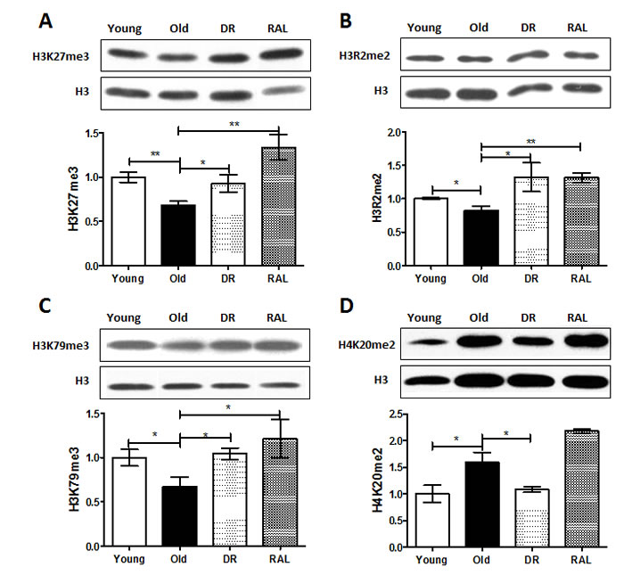 Histone methylations are changed with age but the age-associated change is prevented by DR and/or rapamycin treatment in mouse brain.