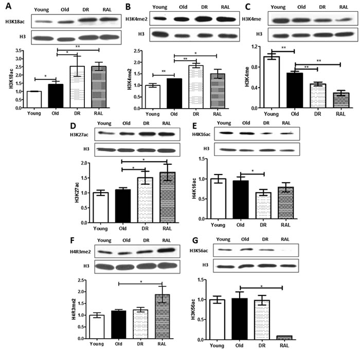 Distinctive impact of DR and/or rapamycin treatment on histone modifications in mouse brain.