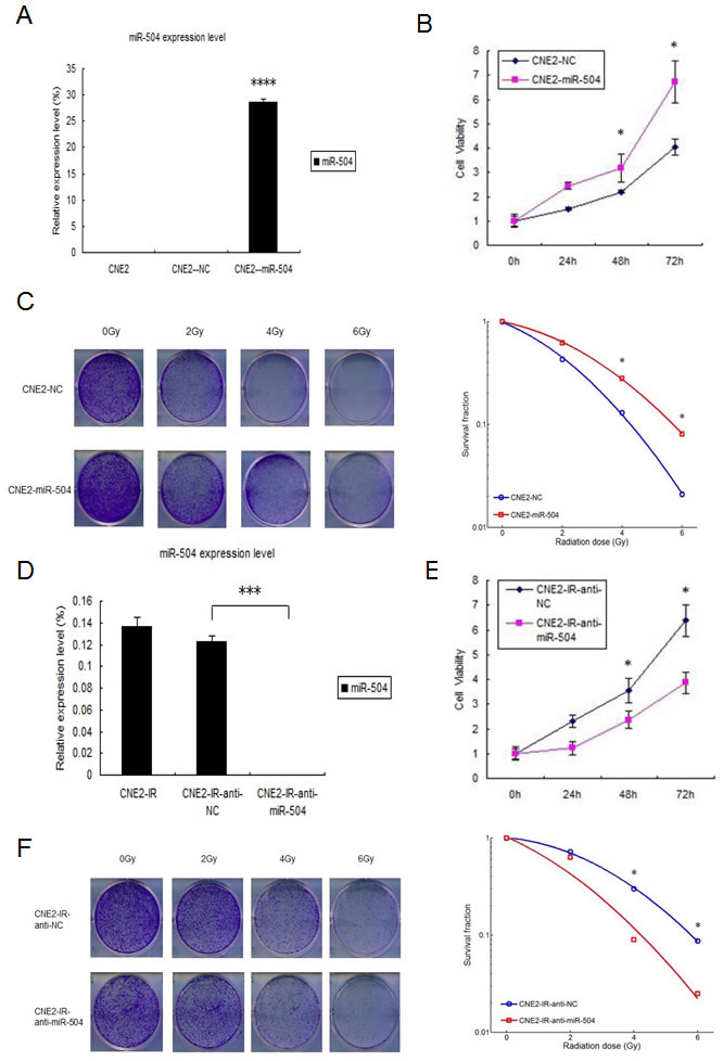 miR-504 promotes NPC cell growth, reduces the number of cells undergoing apoptosis induced by radiation and leads to radio-resistance of NPC cell lines.
