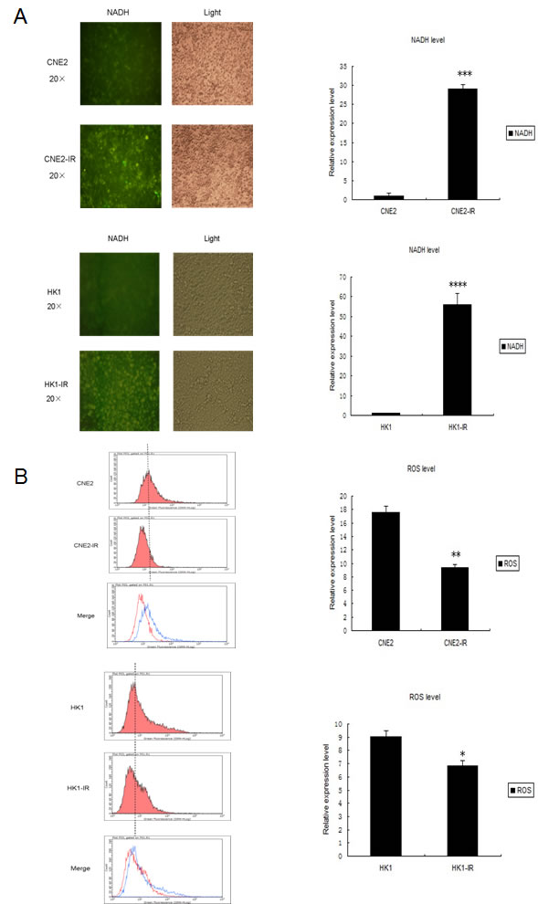 Changes in features of mitochondrial metabolism and respiratory chain functions in NPC radio-resistant cell lines and a miR-504 over-expressing cell line.