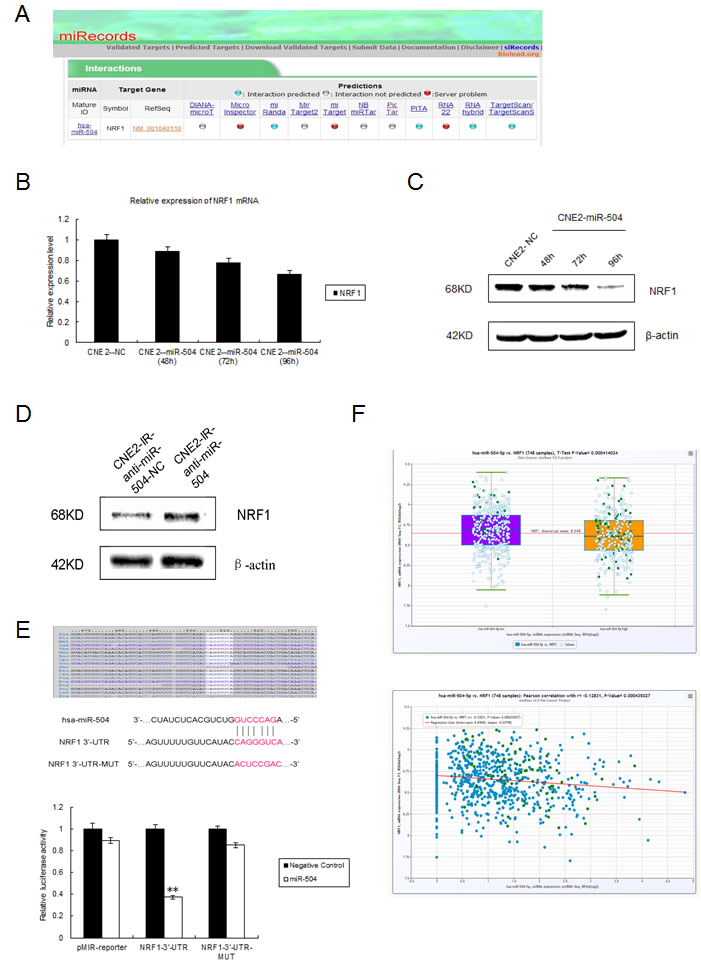 miR-504 directly targets NRF1 and down-regulates the expression of the TFAM and OXPHOS complexes.