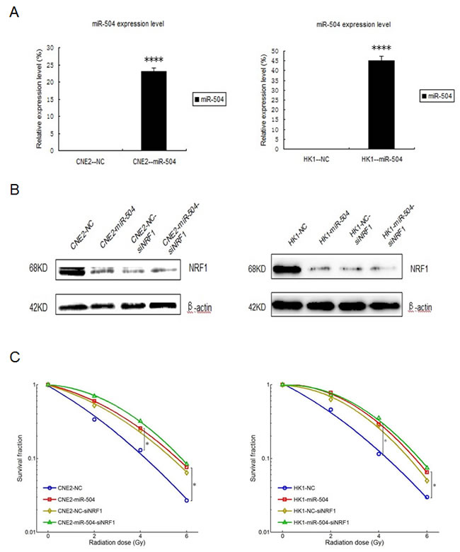 Down-regulation of NRF1 contributes to NPC radio-resistance and NRF1 mediates the function of miR-504 in determining NPC radio-resistance.