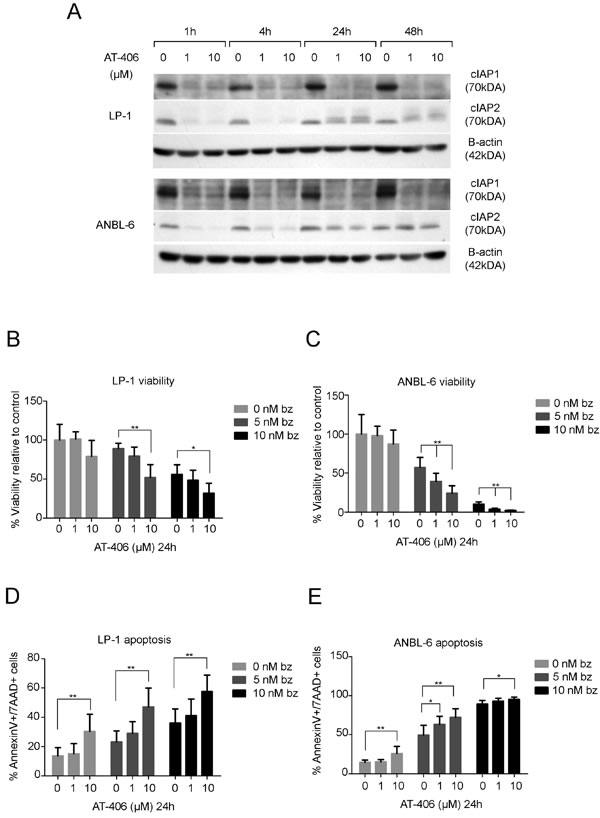 AT-406 down-regulates cIAP1 and cIAP2 and sensitizes the LP-1 and ANBL-6 cell lines to bortezomib.