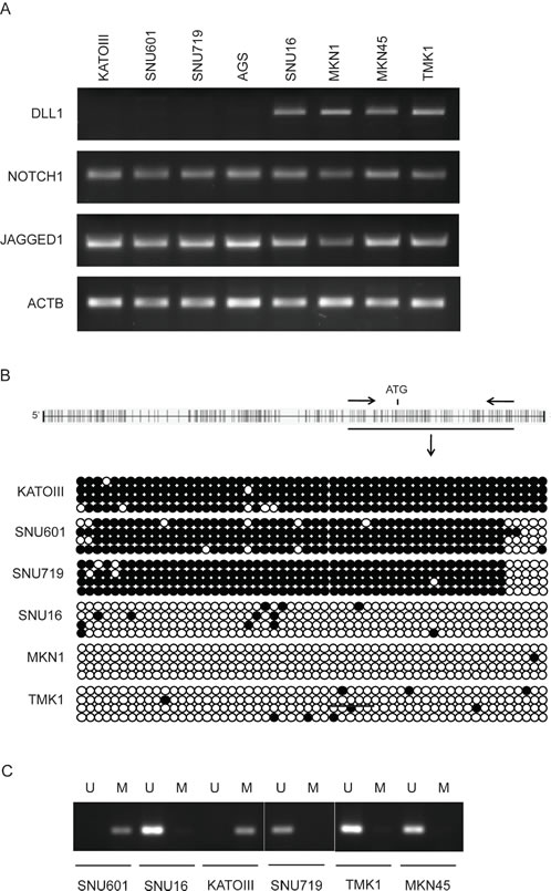 DLL1 expression and promoter methylation in GC cell lines.