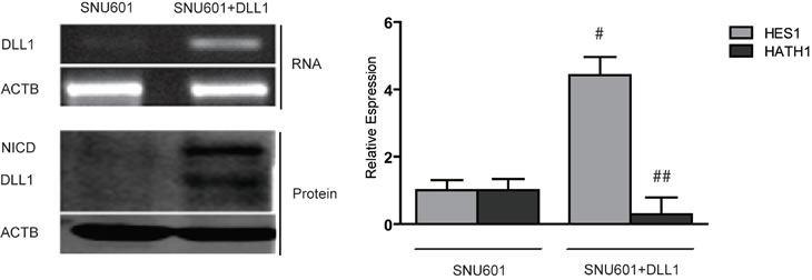 Over-expression of DLL1 in SNU601.