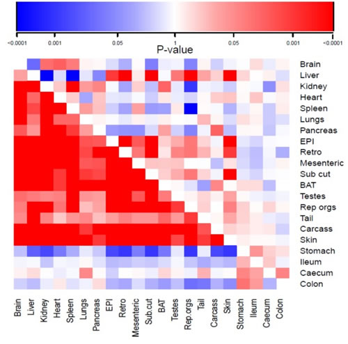 Correlation matrix showing the magnitude of the correlation in the responses to calorie restriction (CR) of different organs across all individuals.