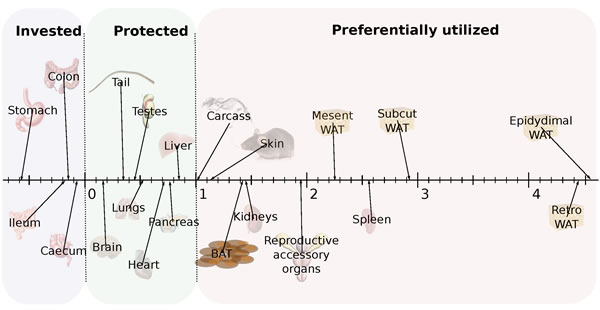 Hierarchy of utilization of different organs following three months of caloric restriction (CR).