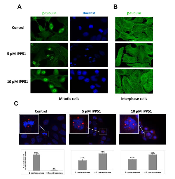 IPP51 disrupts mitotic spindle formation.