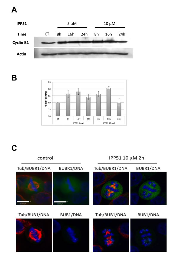 IPP51 induces mitotic checkpoint activation.