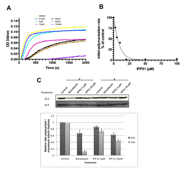 IPP51 inhibits tubulin polymerization