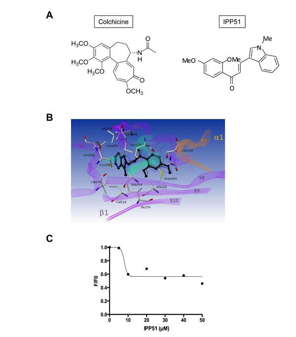 IPP51 binds at the colchicine binding domain of tubulin.