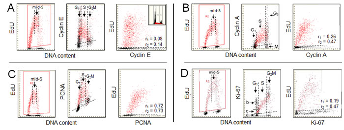 Expression of cyclin E, cyclin A, PCNA and Ki-67 in relation to incorporation of EdU.