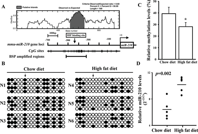 A high-fat diet reduces DNA methylation levels in the miR-210 promoter in vivo.
