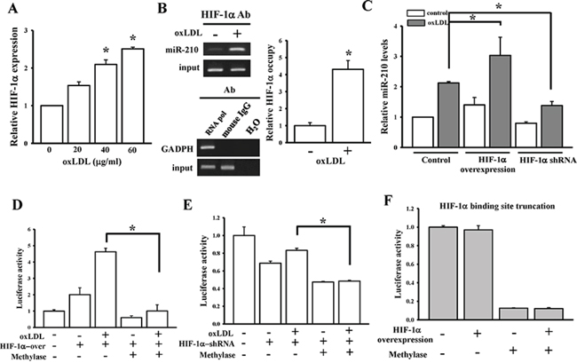 DNA methylation influences regulation of HIF-1&#x03B1; on miR-210 expression.