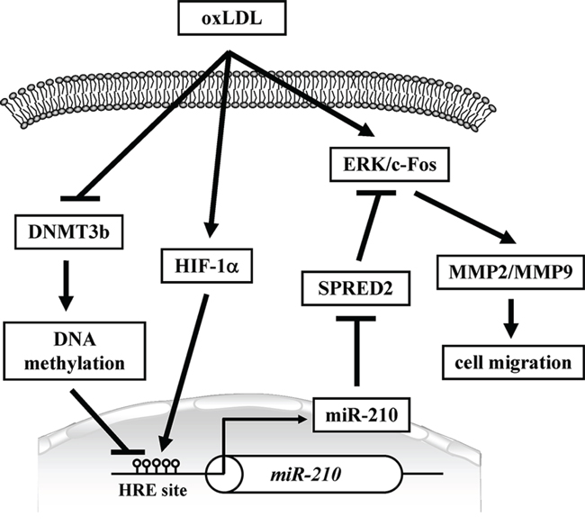 Schematic diagram shows that oxLDL decreases DNA methylation levels in the miR-210 gene promoter resulting in an increase of HIF-1&#x03B1; binding and miR-210 upregulation.