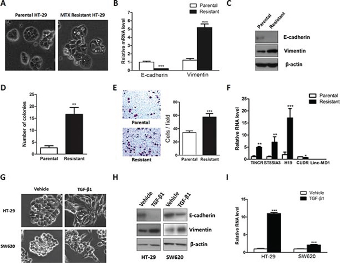 Upregulation of lncRNA H19 was observed in mesenchymal-like colon cancer cells.